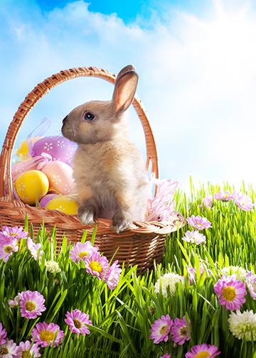 Easter Bunny in Basket