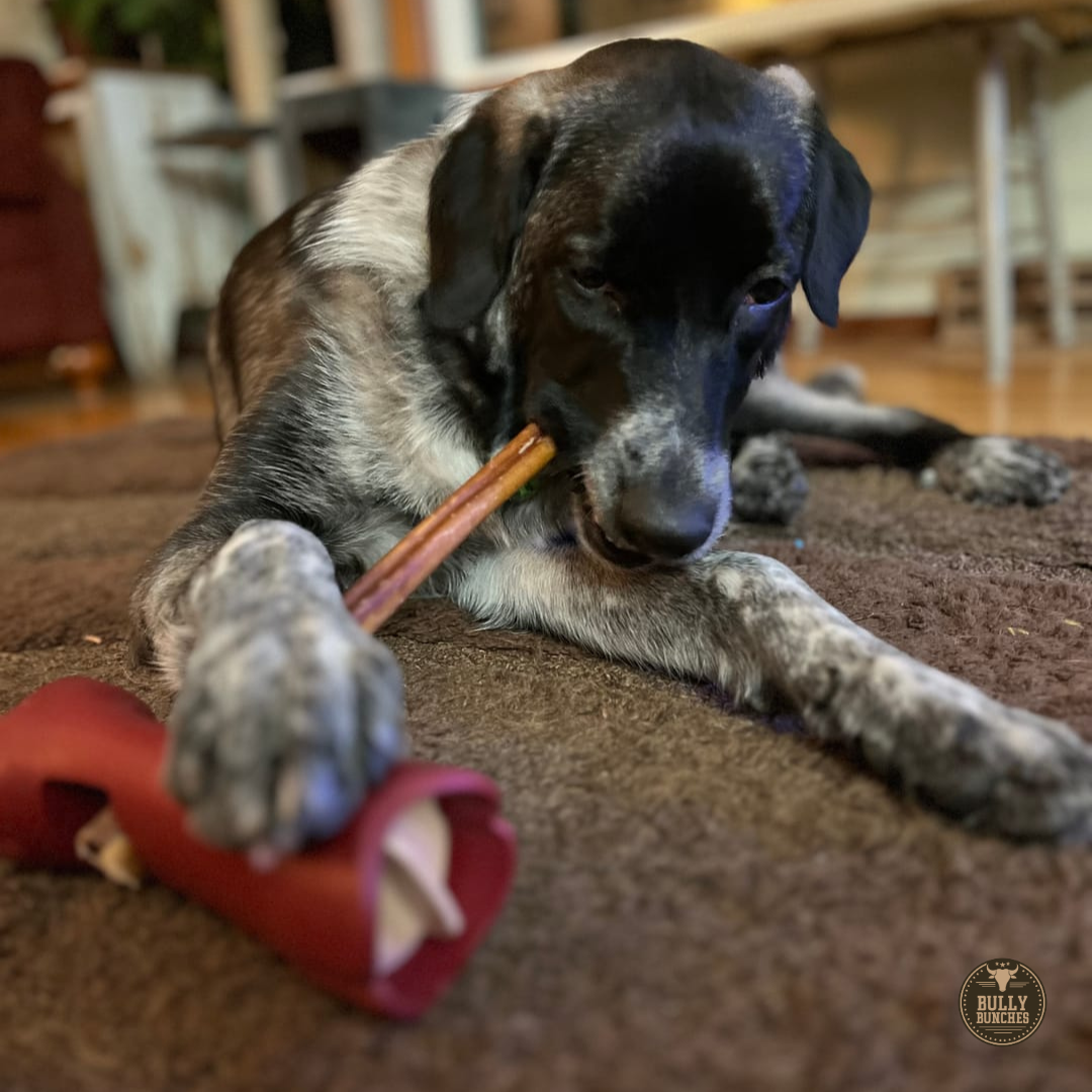 12 Inch Standard Bully Stick