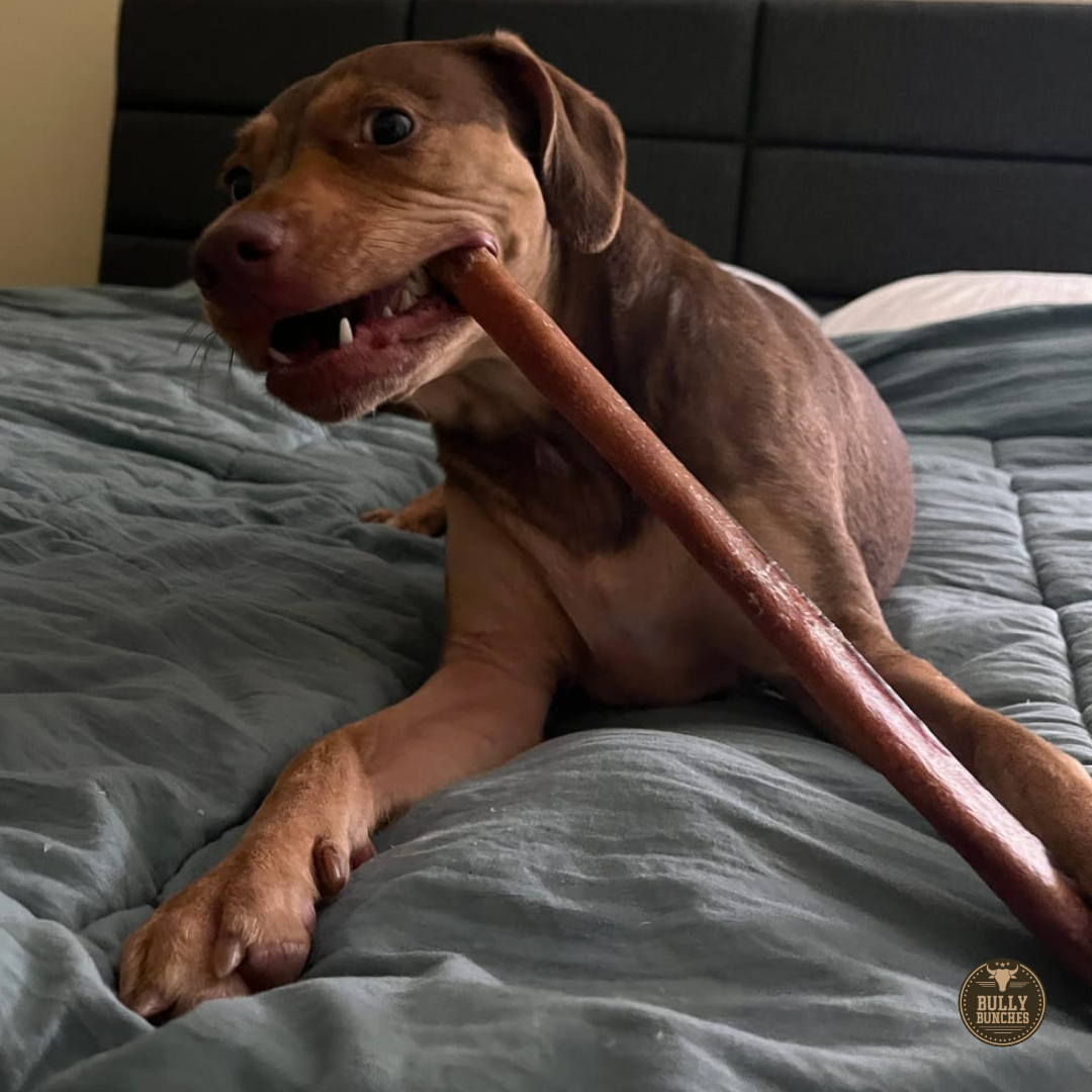 12 Inch Thick Bully Stick