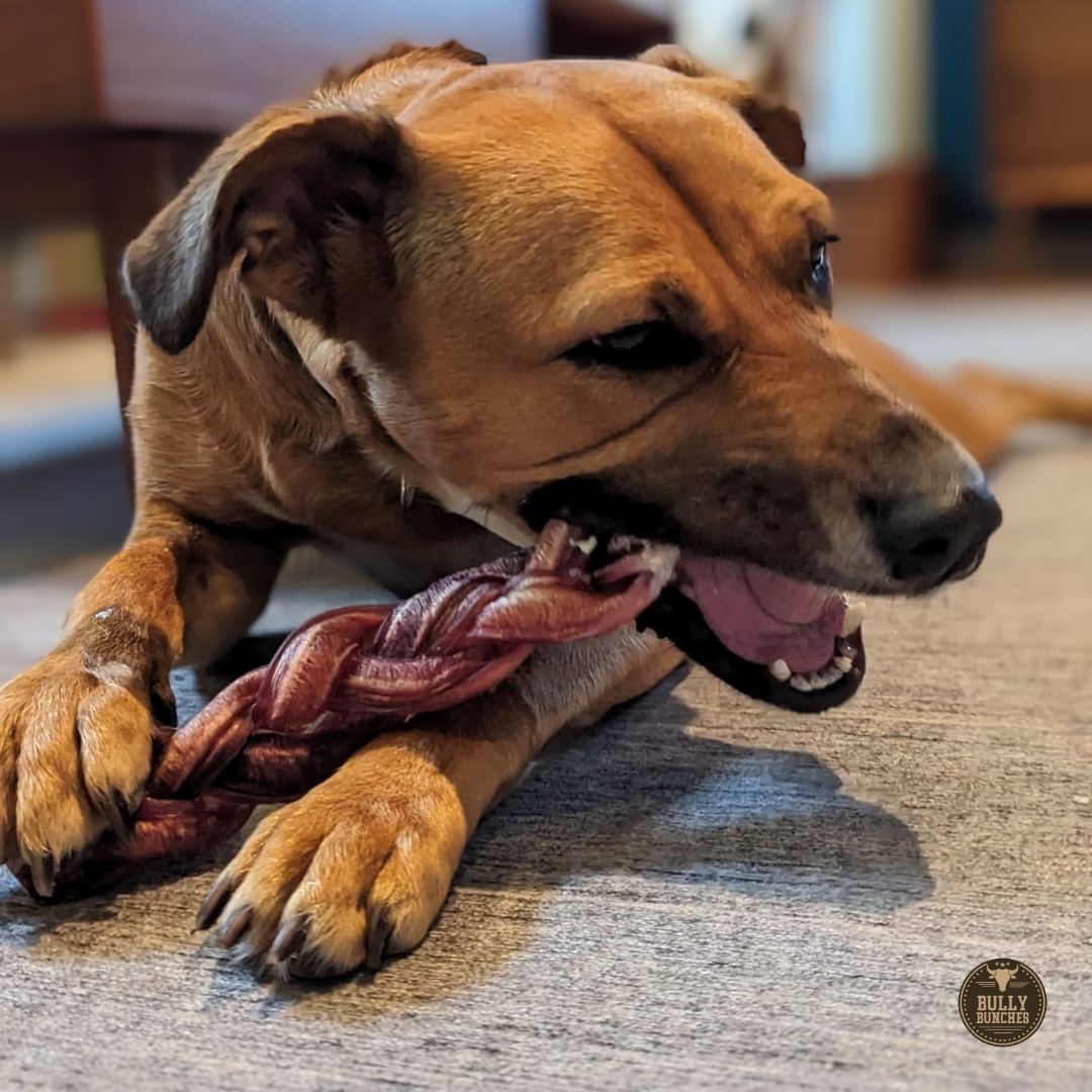 12 Inch Monster Braided Bully Stick