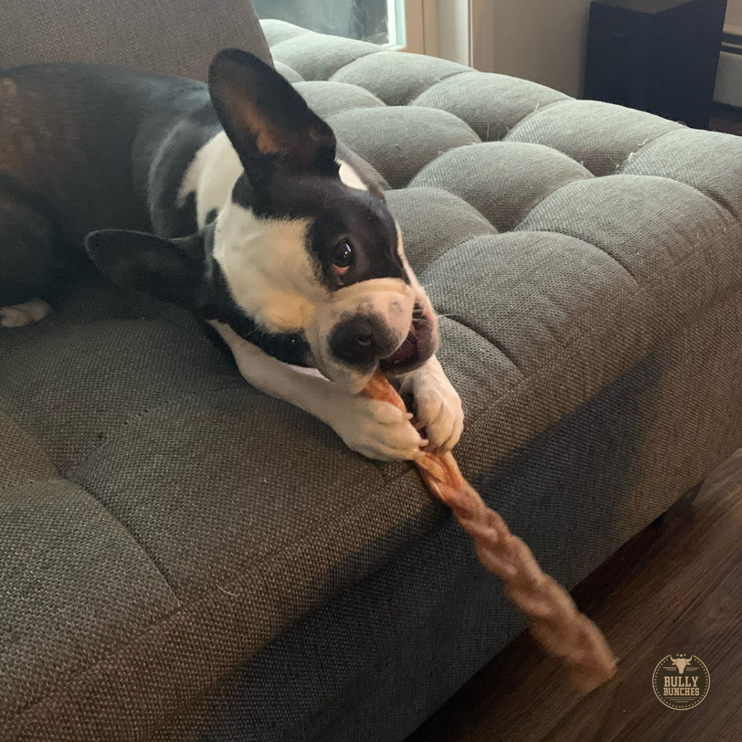 12 Inch Standard Braided Bully Stick