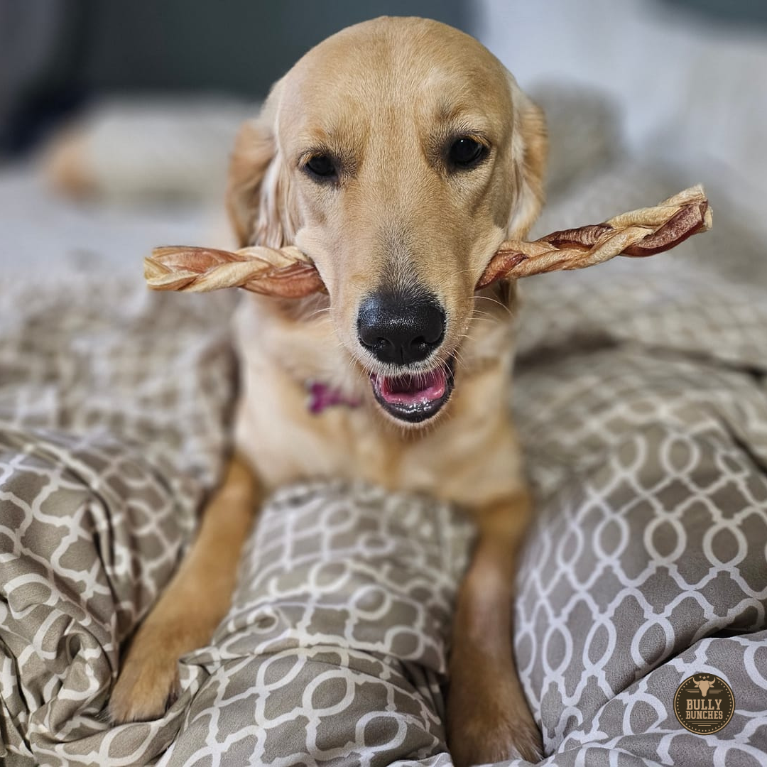 12 Inch Standard Braided Bully Stick