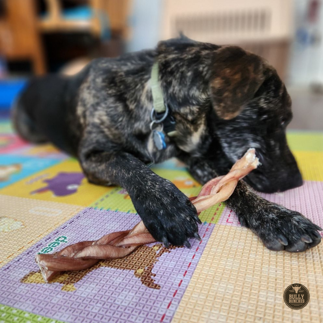 12 Inch Standard Braided Bully Stick