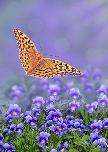 Butterfly Decor