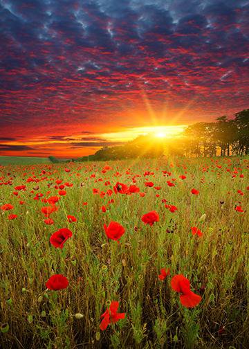 Sunset in Red Poppies