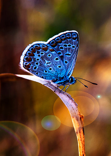 Butterfly Mural