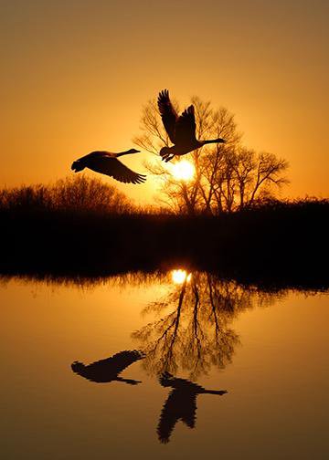 Canadian Geese in Golden Sunset