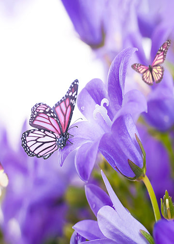 Purple Butterfly