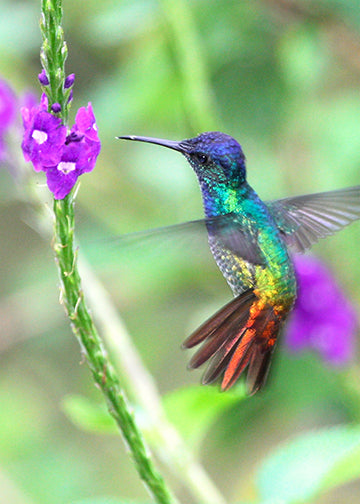 Hummingbird Art