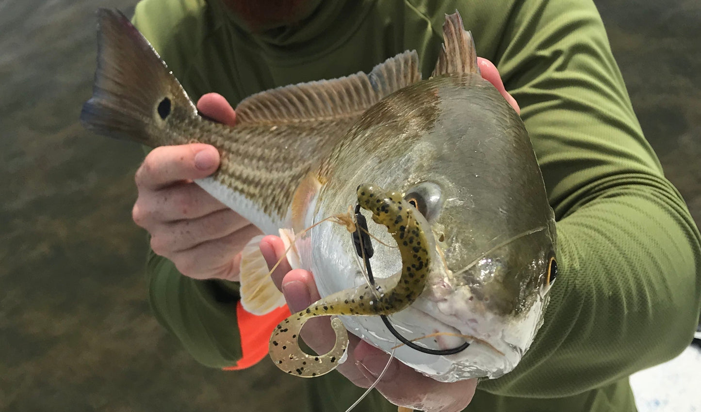 Baby Trout