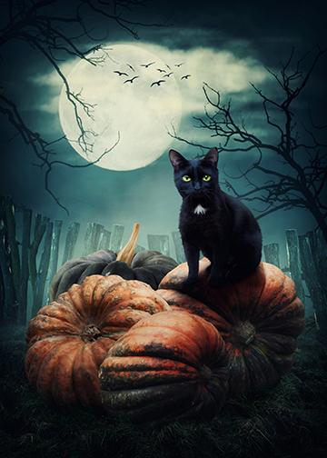 Black Cat on Pumpkins