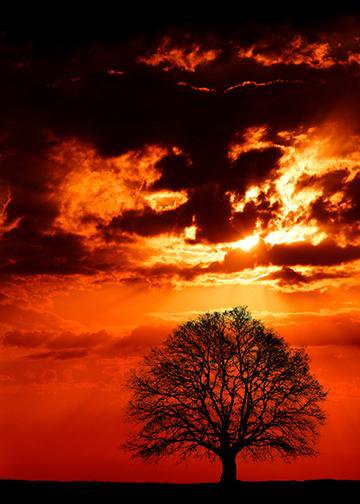 Oak Tree at Sunset