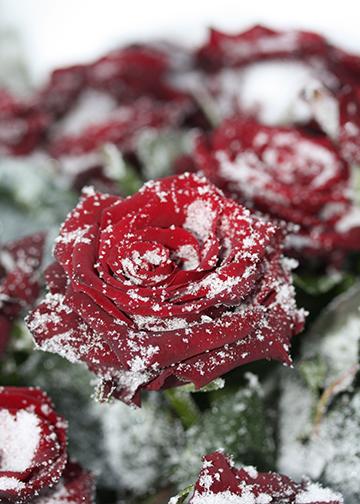 Snowy Rose