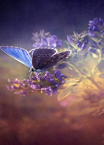 Butterfly Beauty