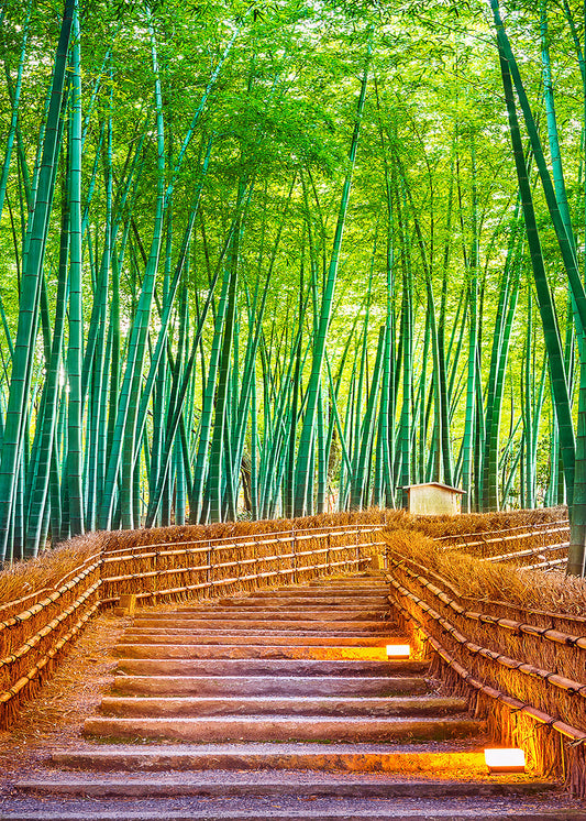 Bamboo Forest