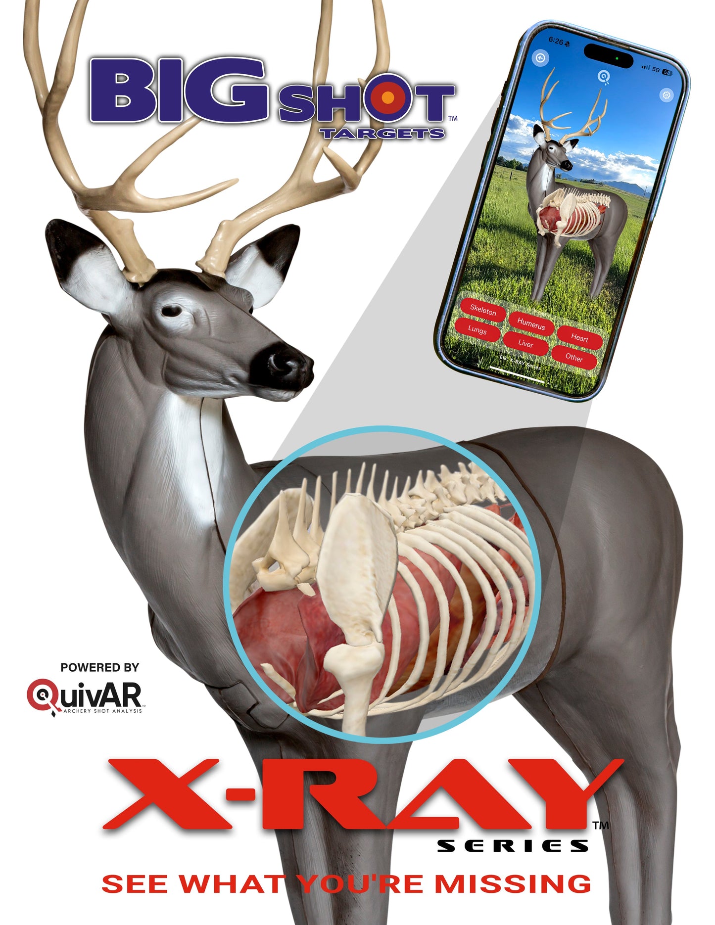 X-Ray Series Mule Deer