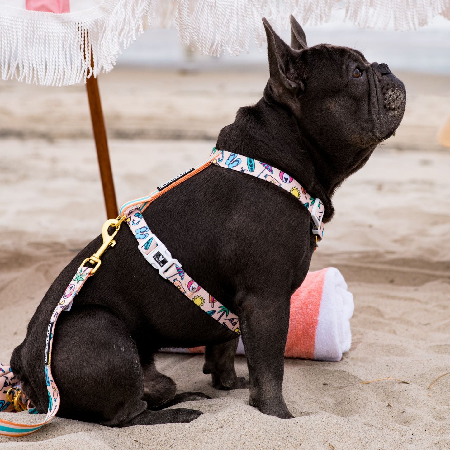 Frenchie Strap Harness - Beach Bum