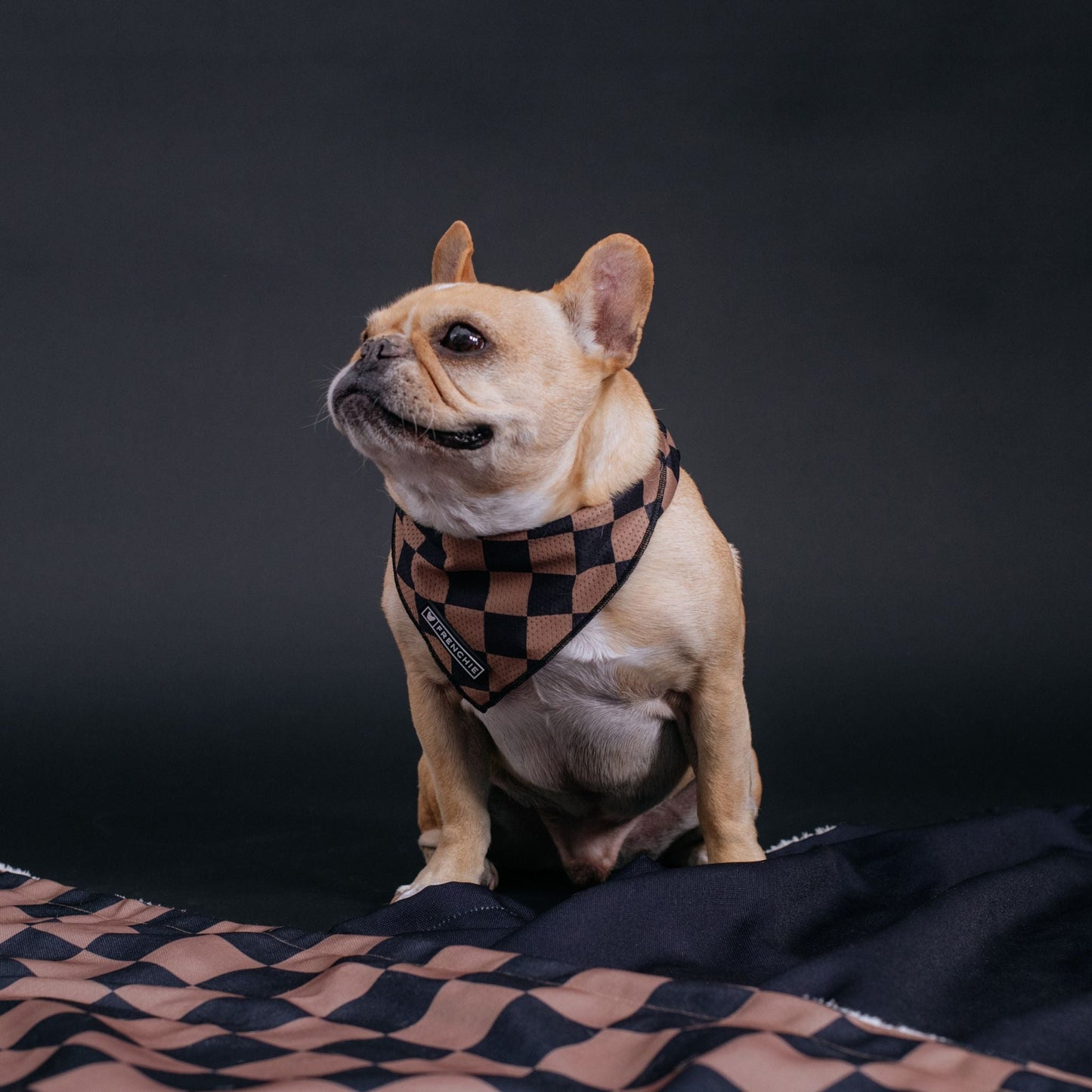 Frenchie Cooling Bandana - Black Checkered