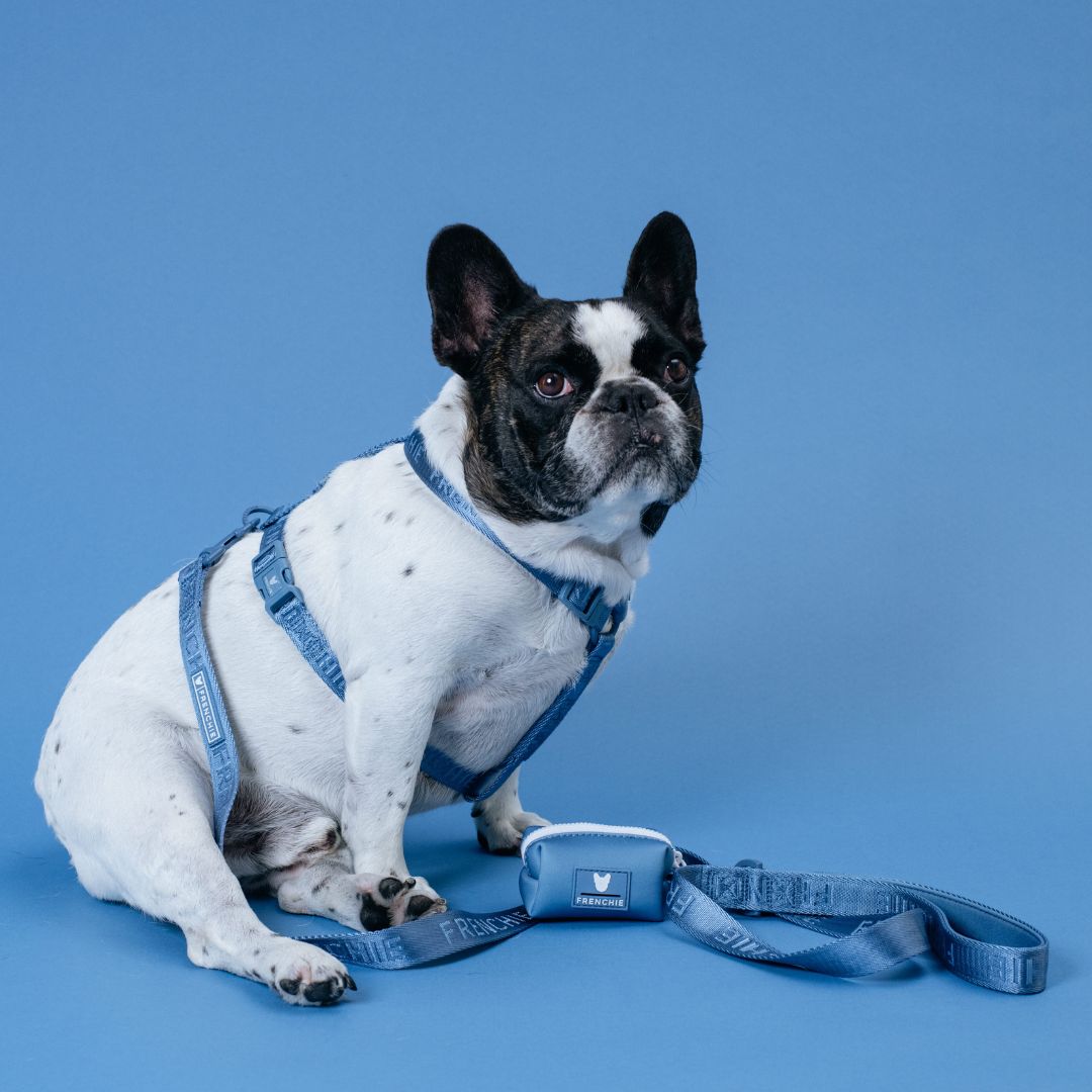 Frenchie Strap Harness - Blue Steel