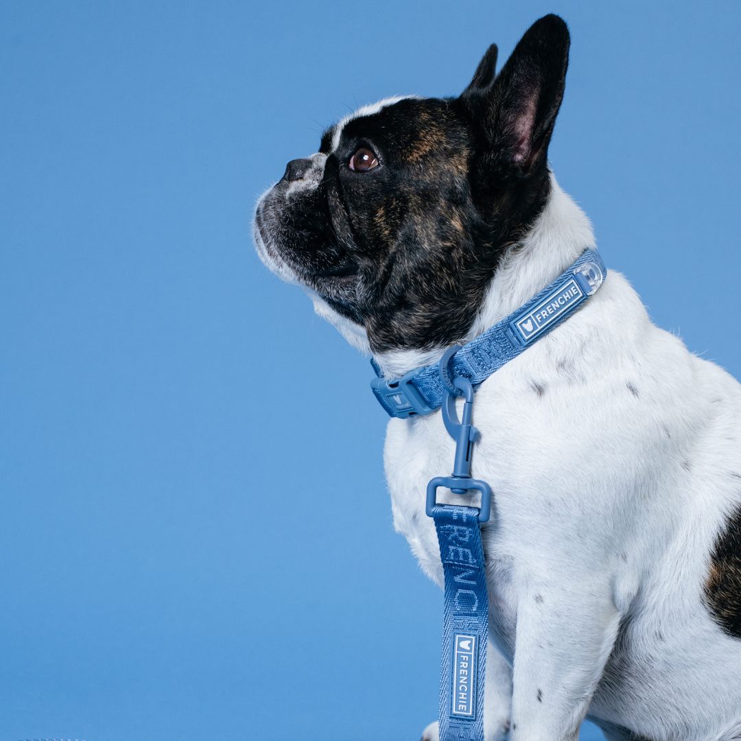 Frenchie Comfort Collar - Blue Steel