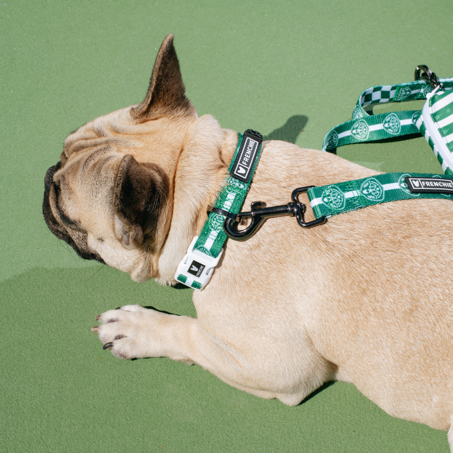 Frenchie Comfort Collar - Pickleball