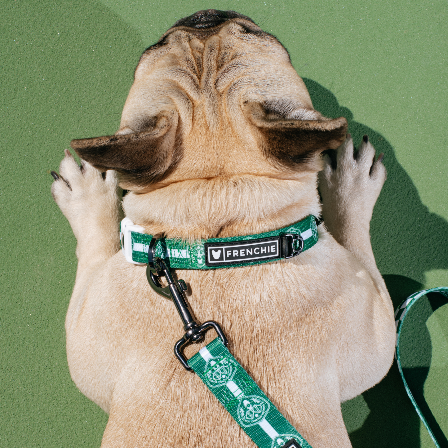 Frenchie Comfort Collar - Pickleball