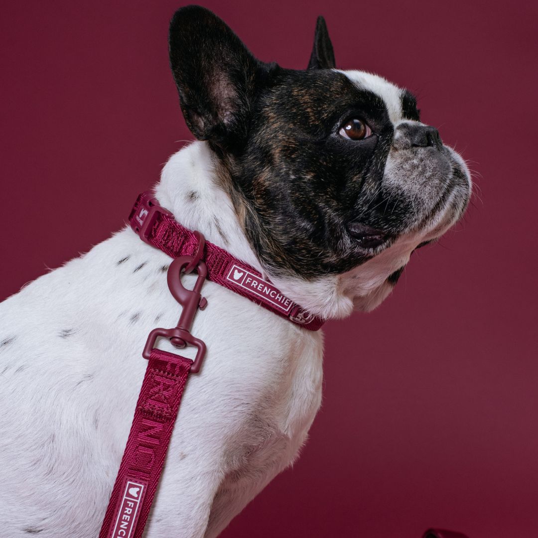 Frenchie Comfort Collar - Ruby