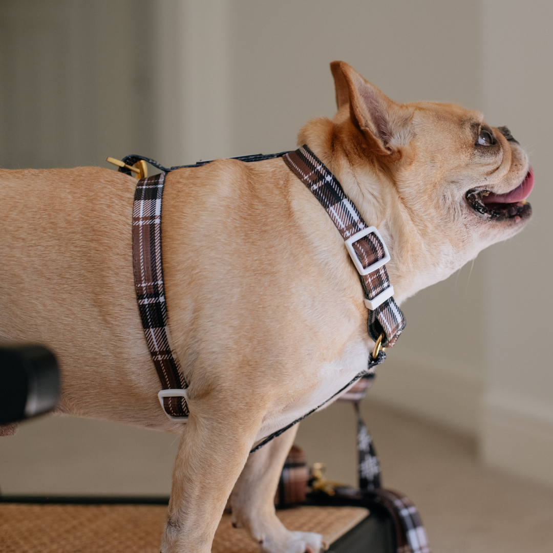 Frenchie Strap Harness - Cocoa Plaid