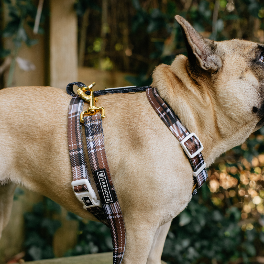 Frenchie Strap Harness - Cocoa Plaid