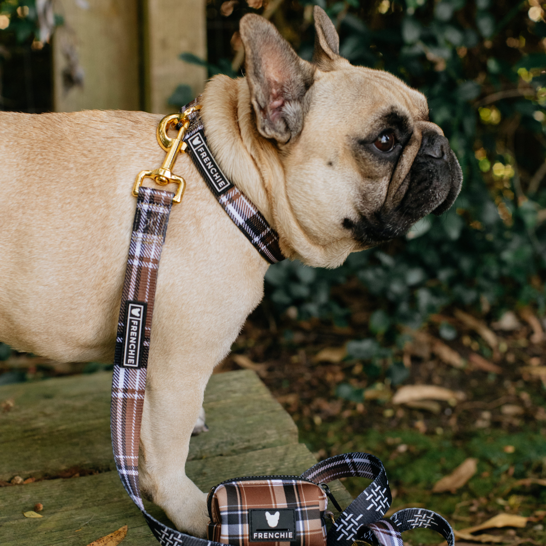 Frenchie Comfort Collar - Cocoa Plaid