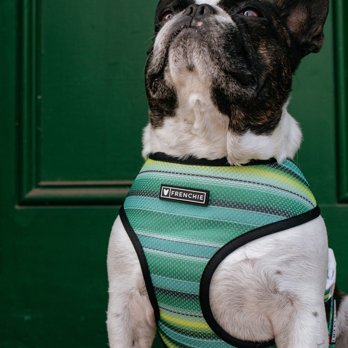 Frenchie Duo Reversible Harness - Taco Tuesday- Green