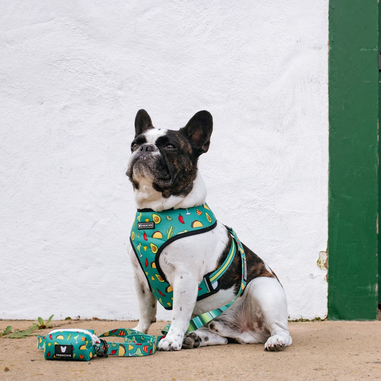 Frenchie Duo Reversible Harness - Taco Tuesday- Green