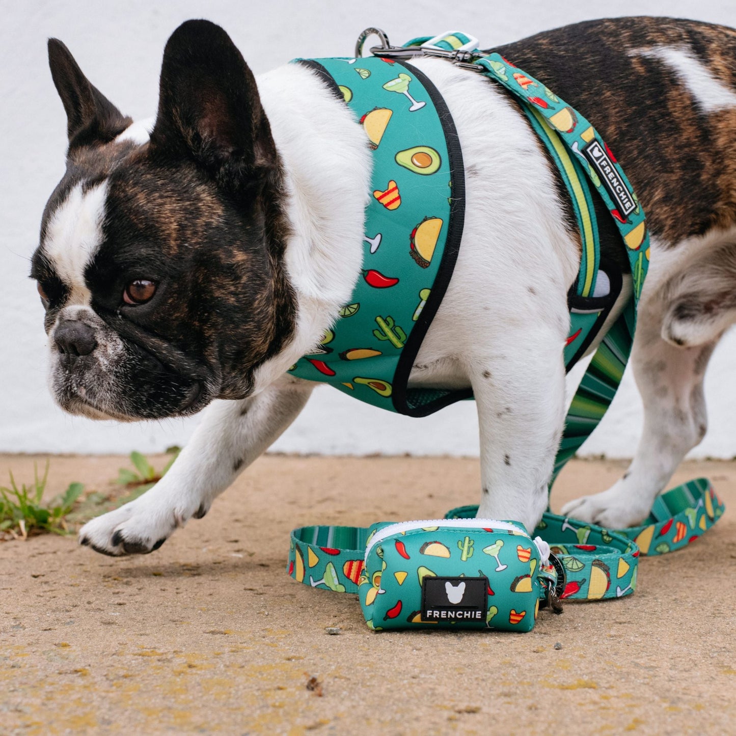 Frenchie Duo Reversible Harness - Taco Tuesday- Green