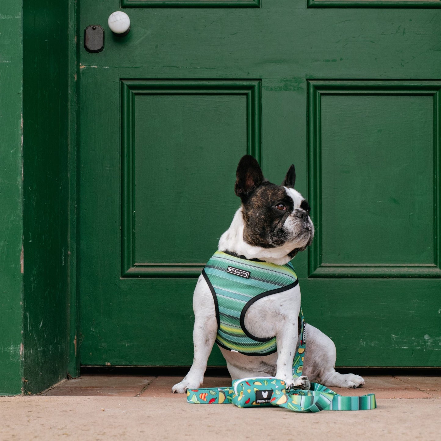 Frenchie Duo Reversible Harness - Taco Tuesday- Green