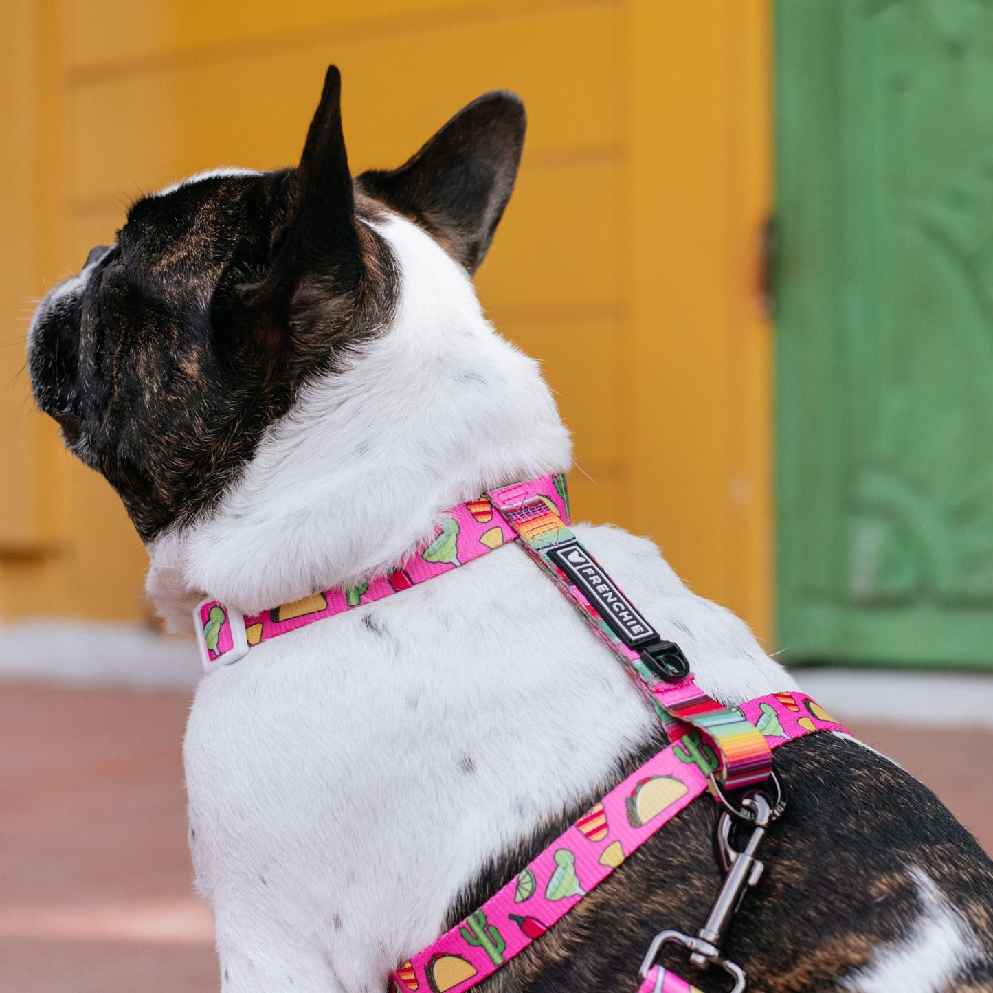 Frenchie Strap Harness - Taco Tuesday- Pink