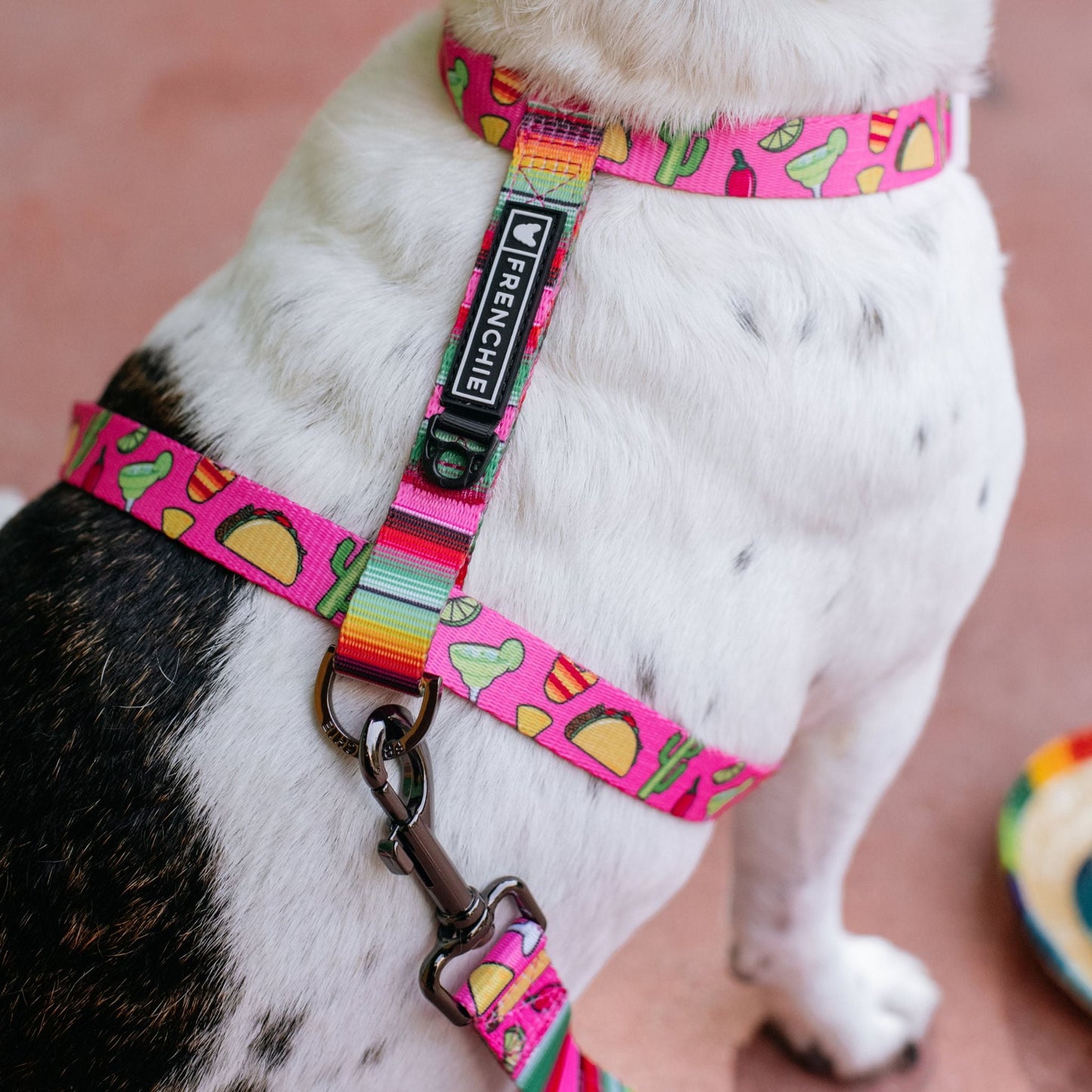 Frenchie Strap Harness - Taco Tuesday- Pink