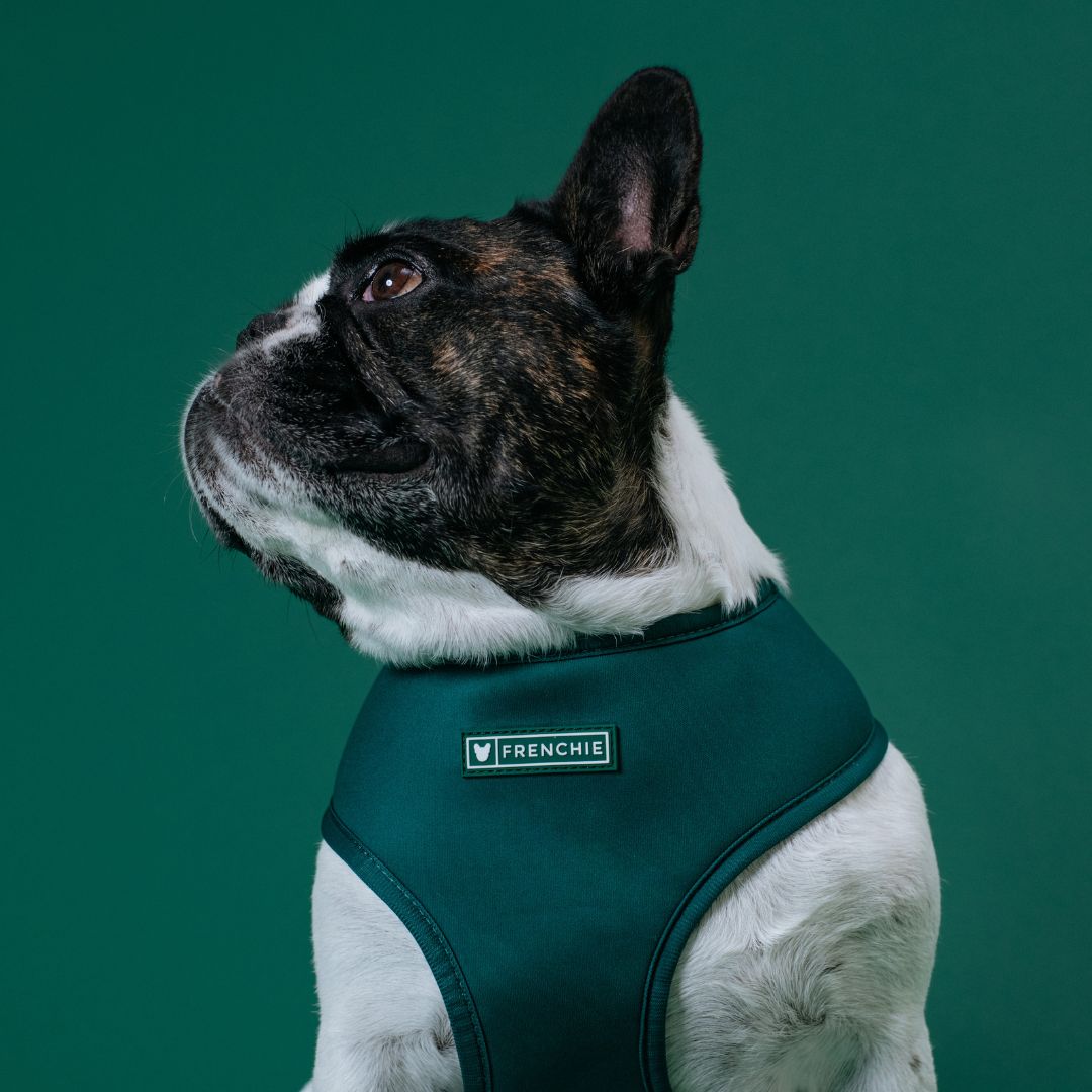 Frenchie Duo Reversible Harness - Emerald City