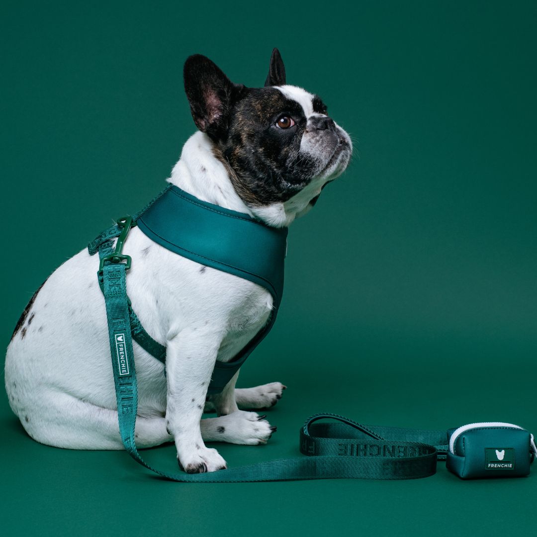 Frenchie Duo Reversible Harness - Emerald City