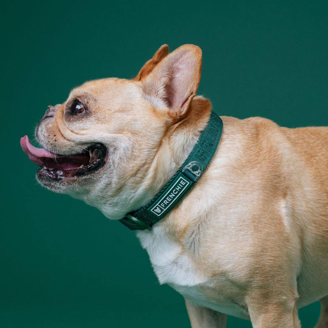 Frenchie Comfort Collar - Emerald City