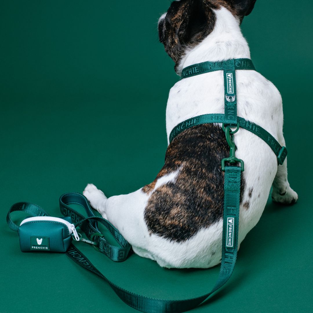 Frenchie Strap Harness - Emerald City