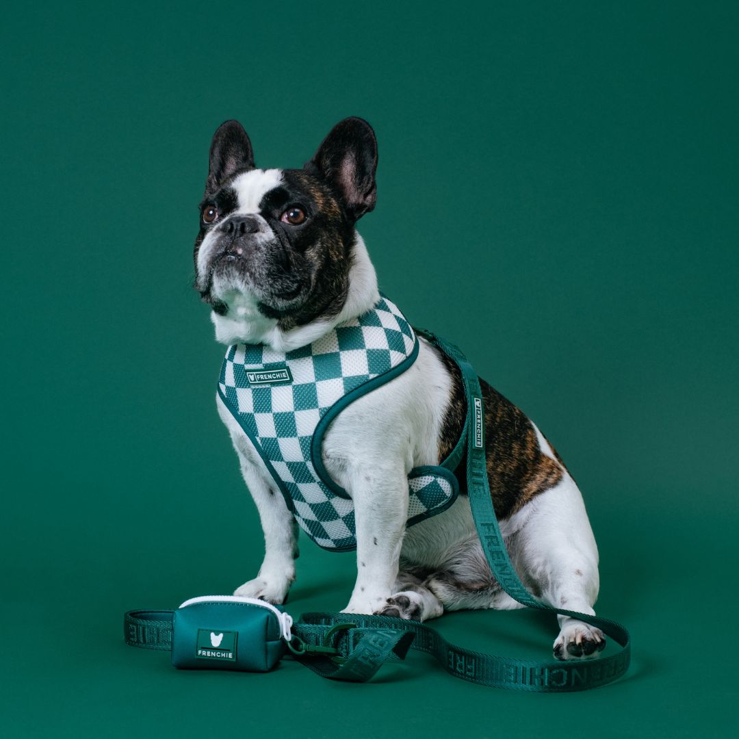 Frenchie Duo Reversible Harness - Emerald City