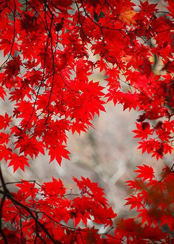 Red Fall Leaves