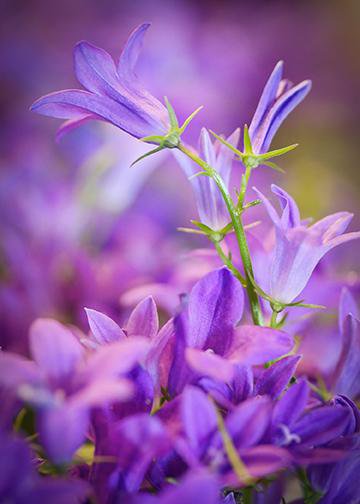 Purple Flowers