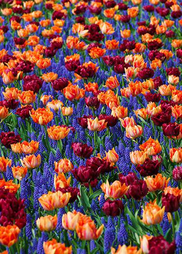 Meadow of Flowers