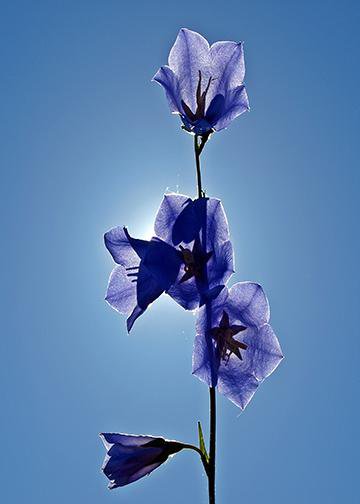 Bellflower