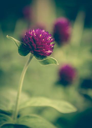 Purple Clovers