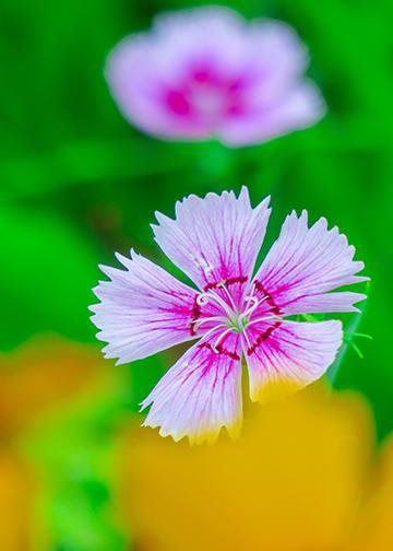 Dianthus