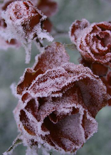 Frosted Roses