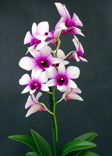 Orchid Art