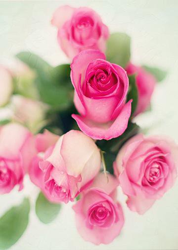 Pink Roses